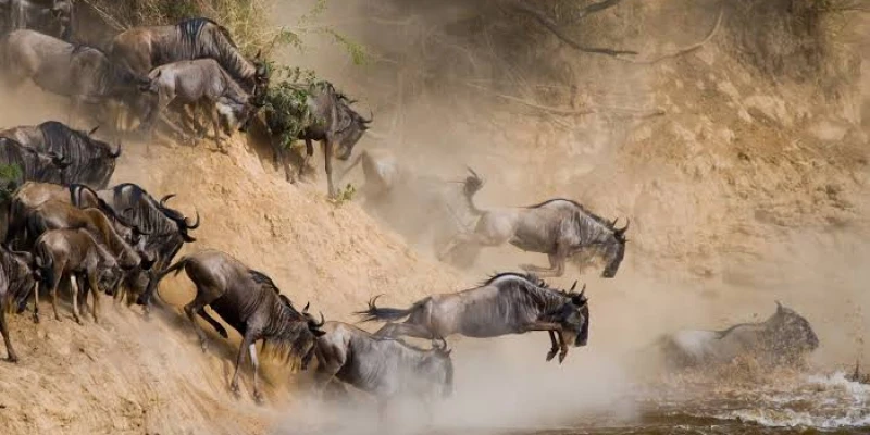 July to October: Northern Serengeti and Mara River Crossings