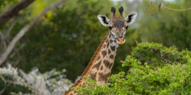 Wildlife in Nyerere National Park