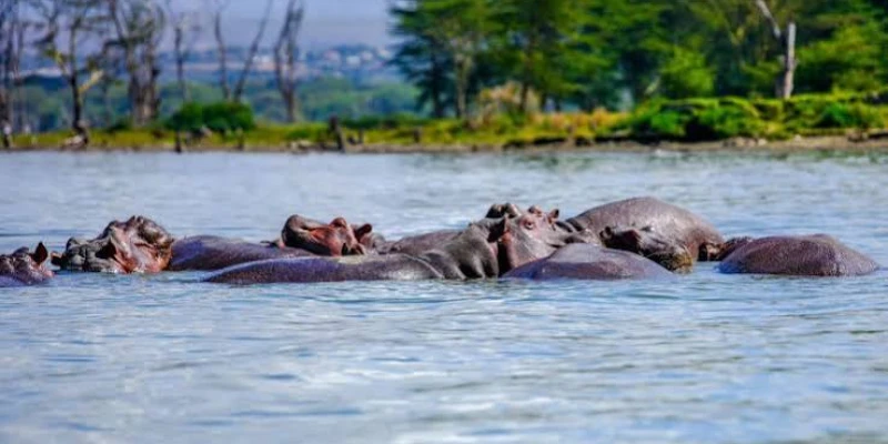 Best Time to Visit Nyerere National Park
