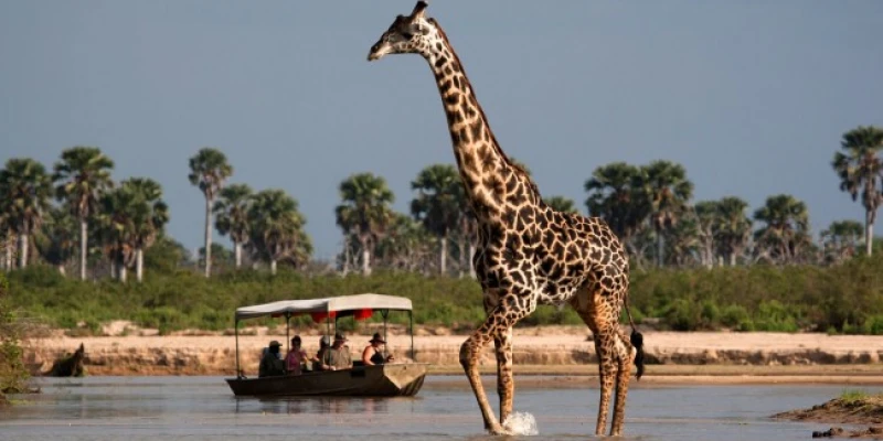 Boat Safaris: What Makes Nyerere Different
