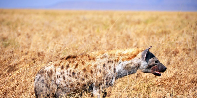 Spotted Hyenas: The Intelligence-Based Predator Network