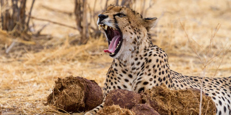 Cheetahs: Speed-Based Hunters of Open Landscapes