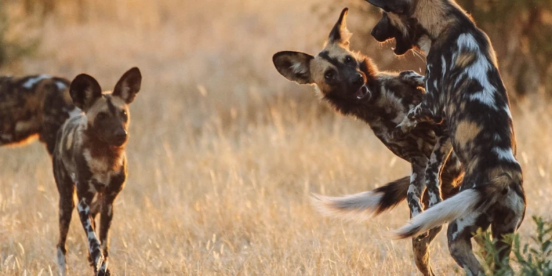 African Wild Dogs: Rare but Highly Strategic Hunters