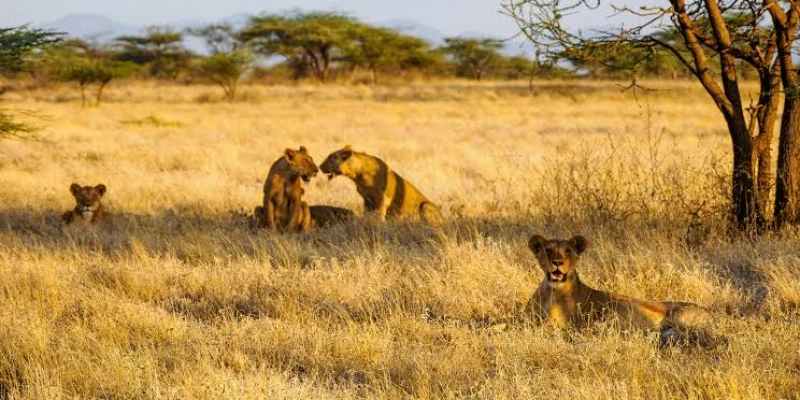 Dry Season: Peak Predator Visibility Period