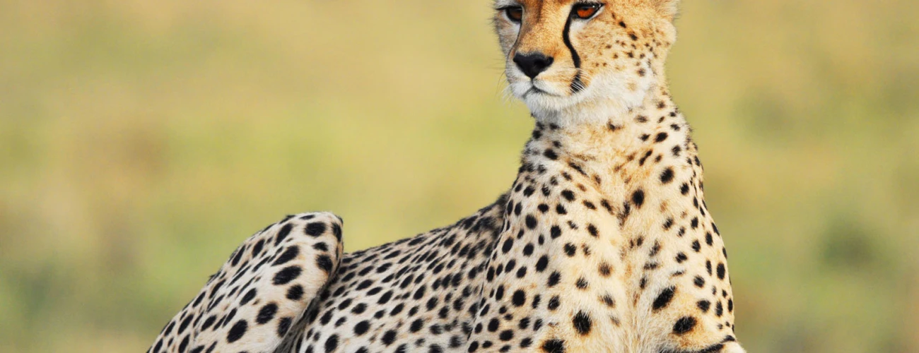 Predators of Ruaha National Park - main view