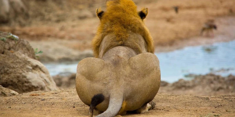 Predators of Ruaha National Park - detail view
