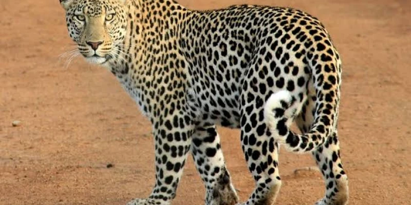 Why Ruaha Creates a Unique Predator Environment