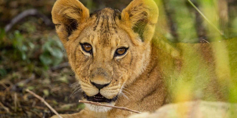 Predator Experience and Wildlife Intensity
