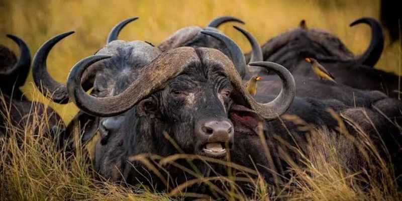 Ruaha National Park vs Nyerere National Park Which Safari Experience Is Right for You? - detail view