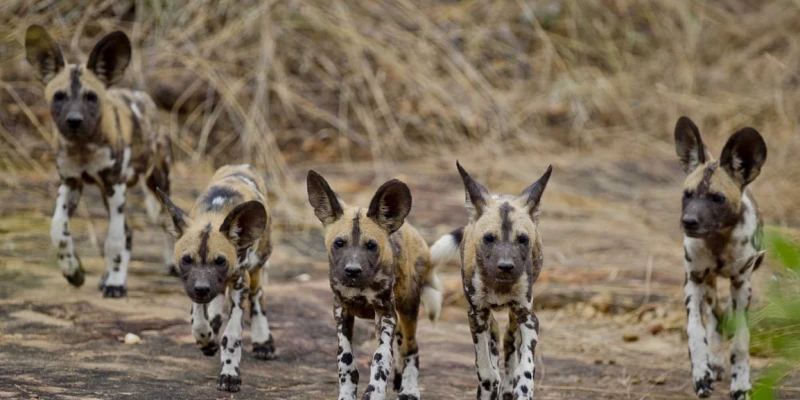 Wildlife Viewing Style and Safari Rhythm