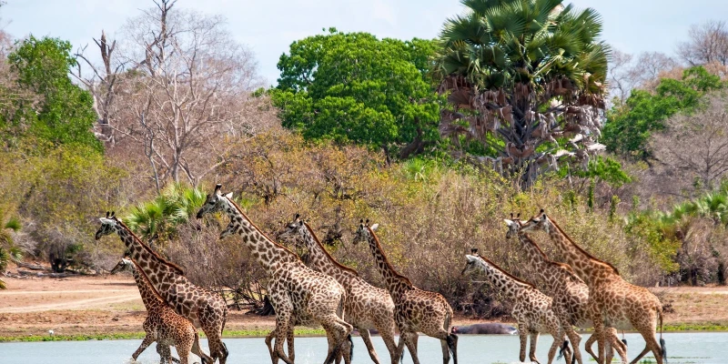 Walking Safaris and Wilderness Immersion