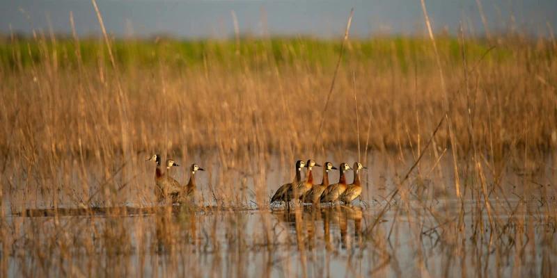 Birdlife and Ecological Diversity