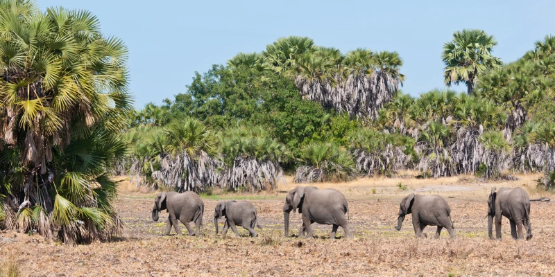 Tourist Density and Safari Exclusivity
