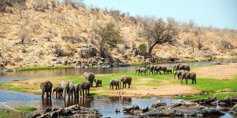 Which Safari Destination Is Right for You?