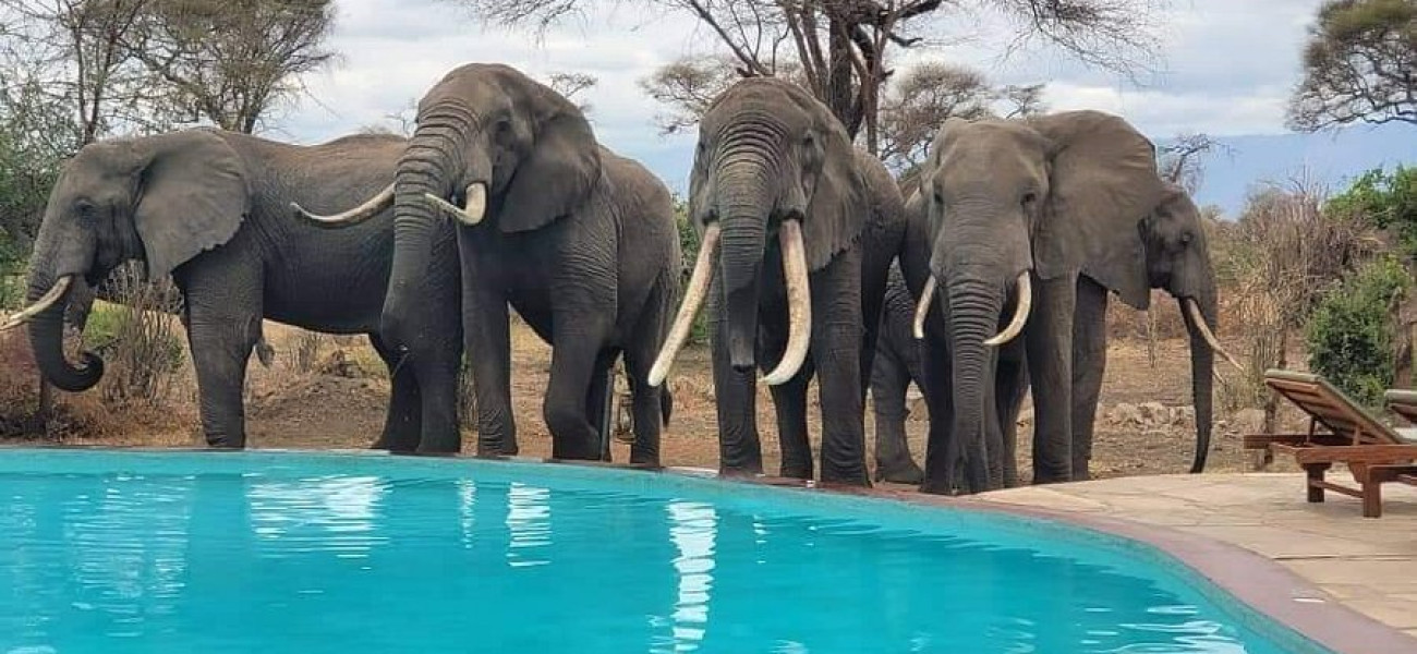 Tarangire Simba Lodge