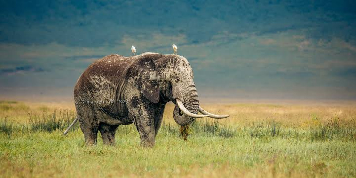 Ngorongoro Crater