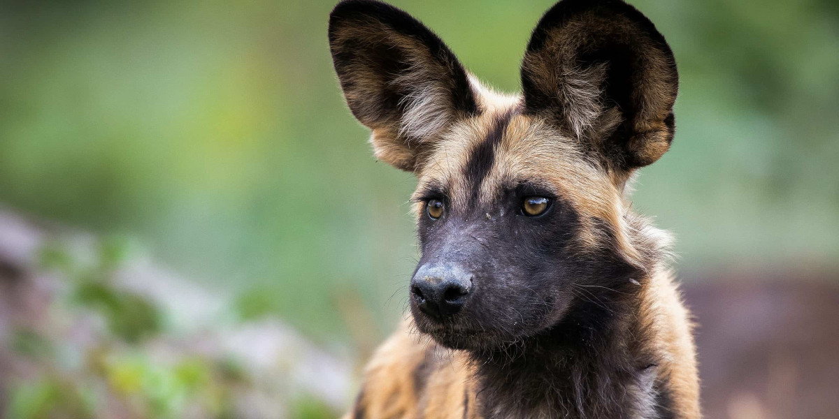 Nyerere National Park