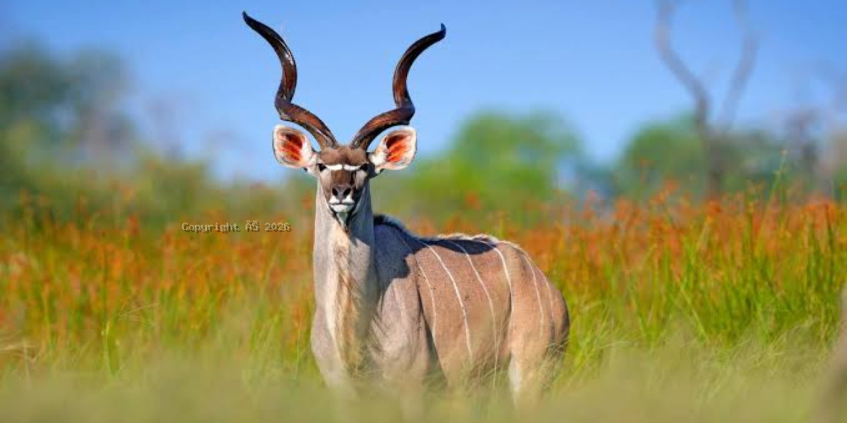 Ruaha National Park