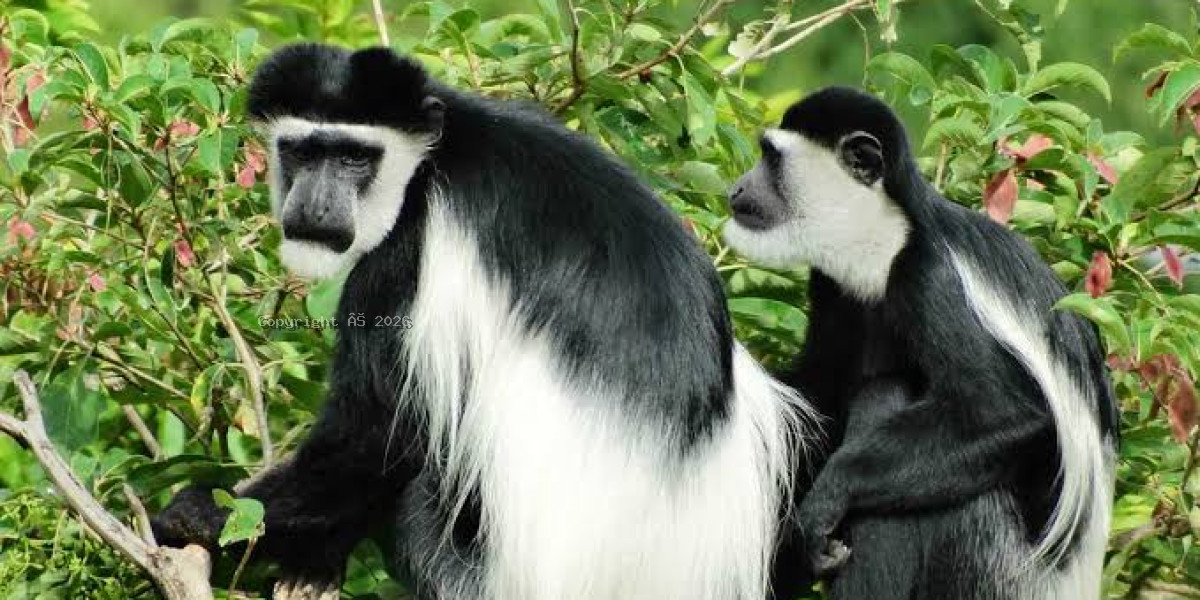 Colobus monkeys
