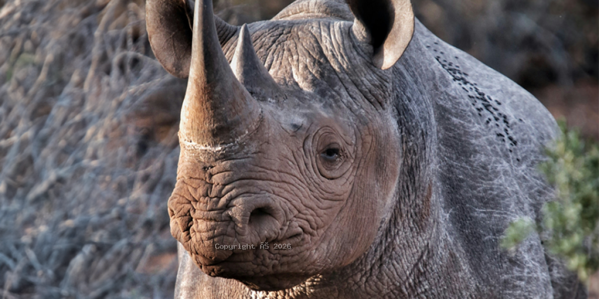 Mkomazi National Park