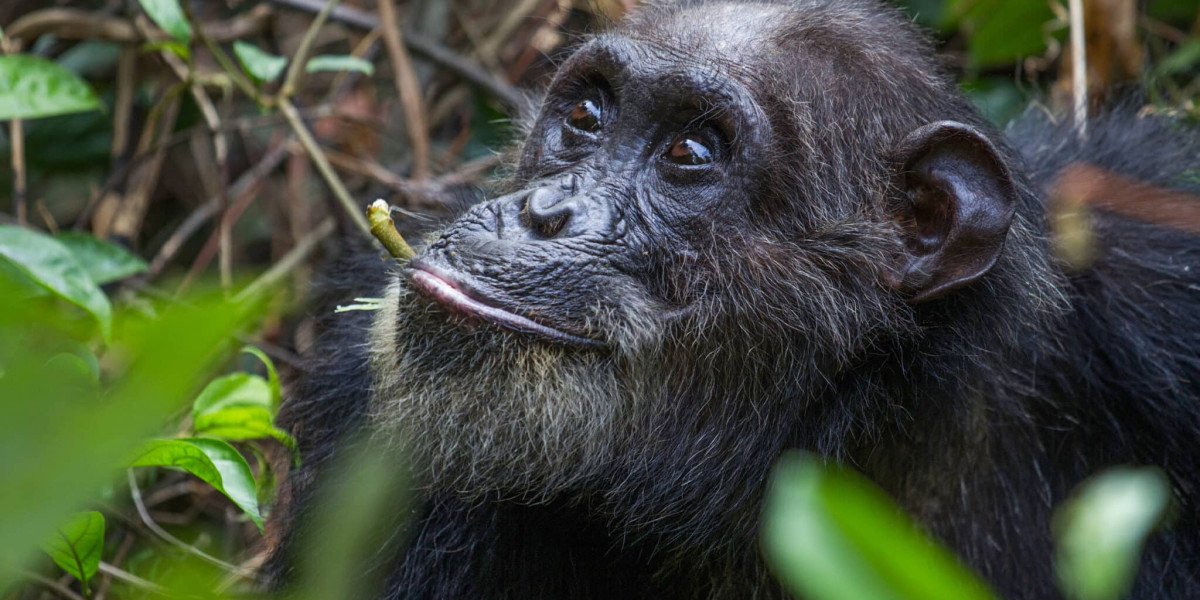 Gombe National Park