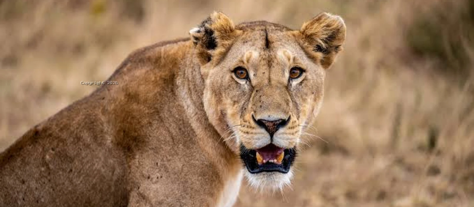 10-Day Tanzania Luxury Safari &amp; Zanzibar Escape