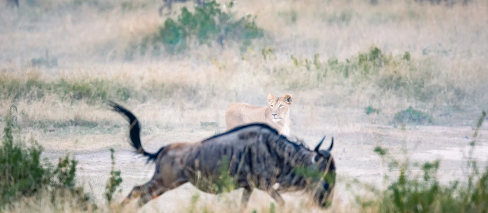 Luxury Tanzania Flying Safari