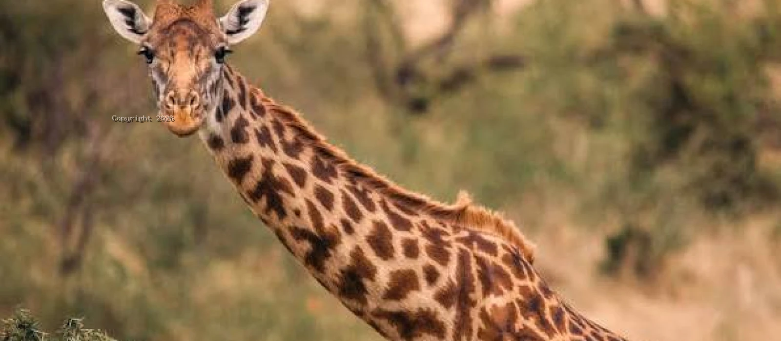 9-Day Luxury Tanzania Flying Safari