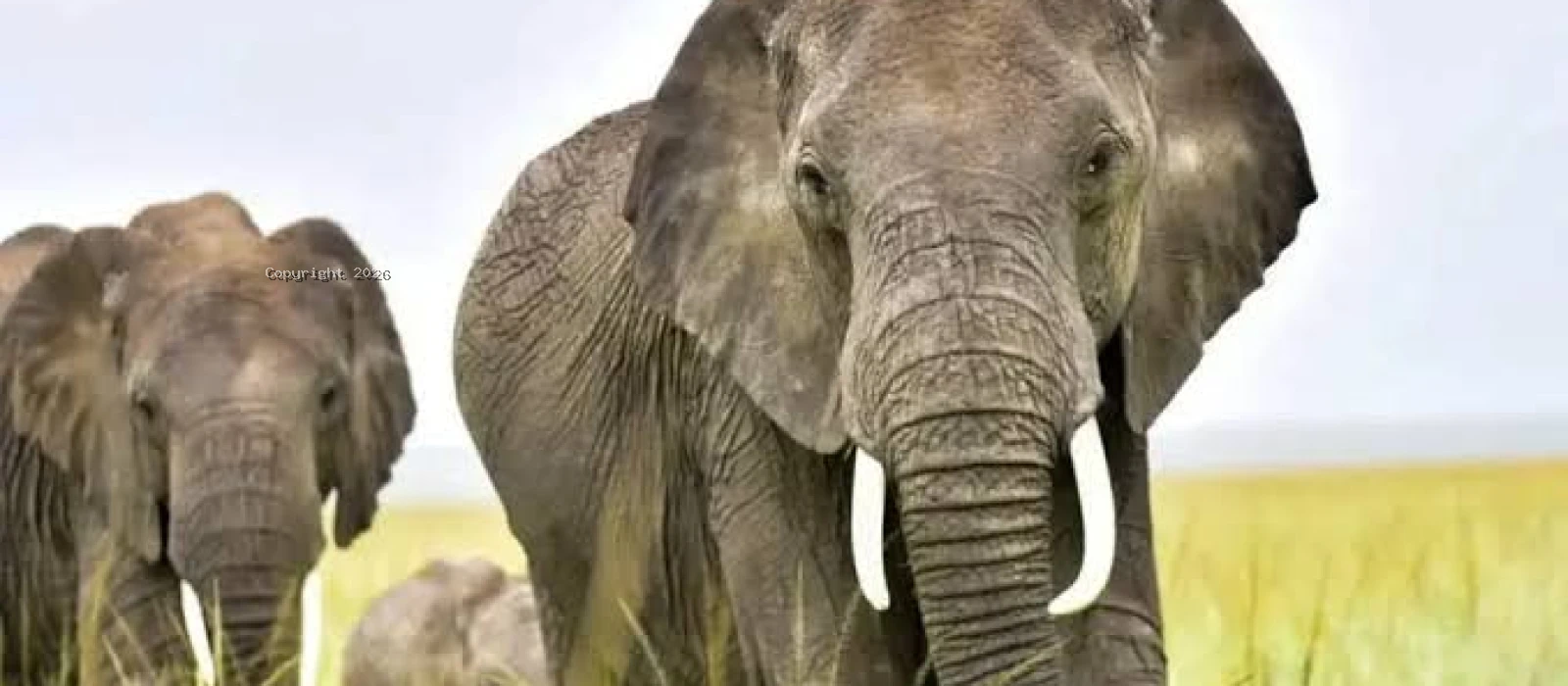 Private Big Five and Great Migration Safaris