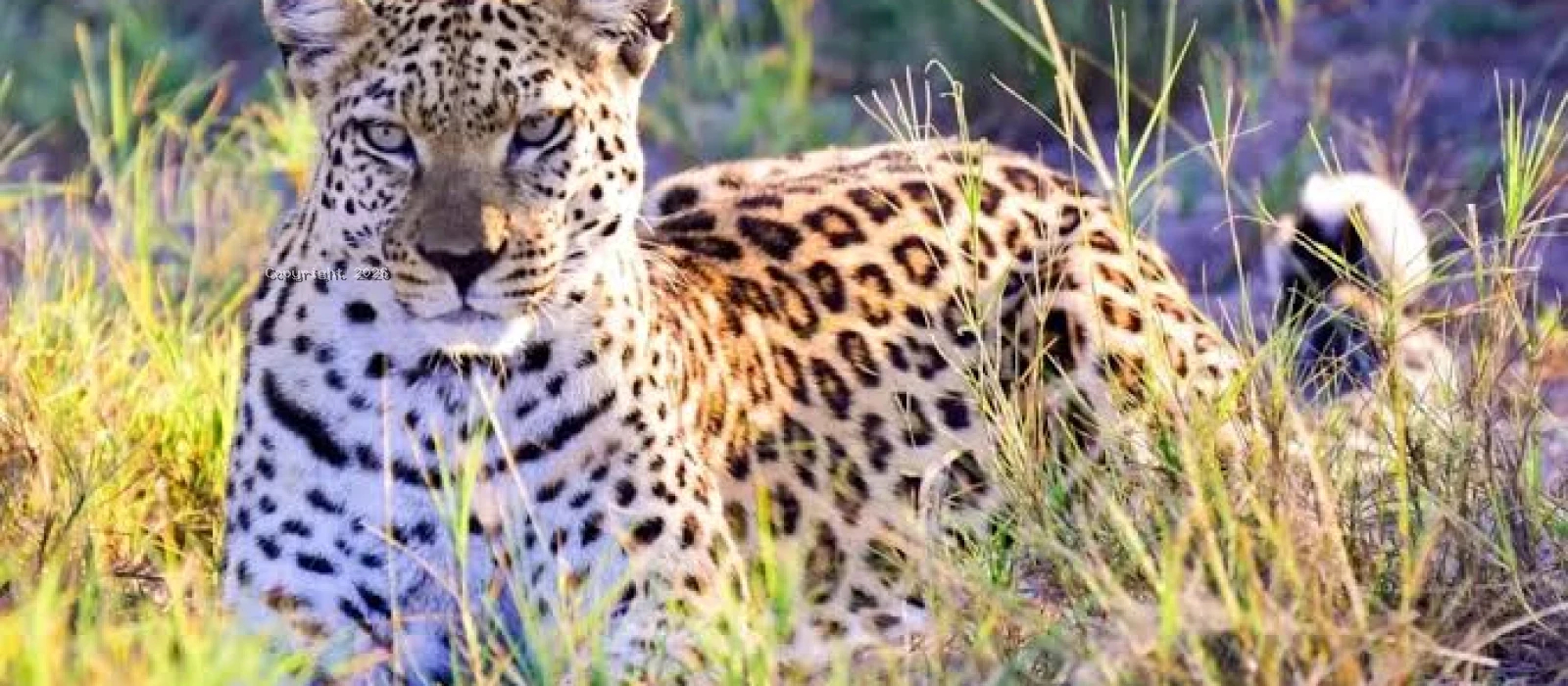 Big Five &amp; Great Migration Flying Safari