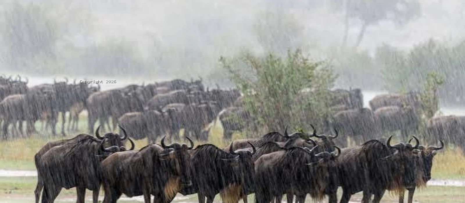 Calving Season Migration Safari