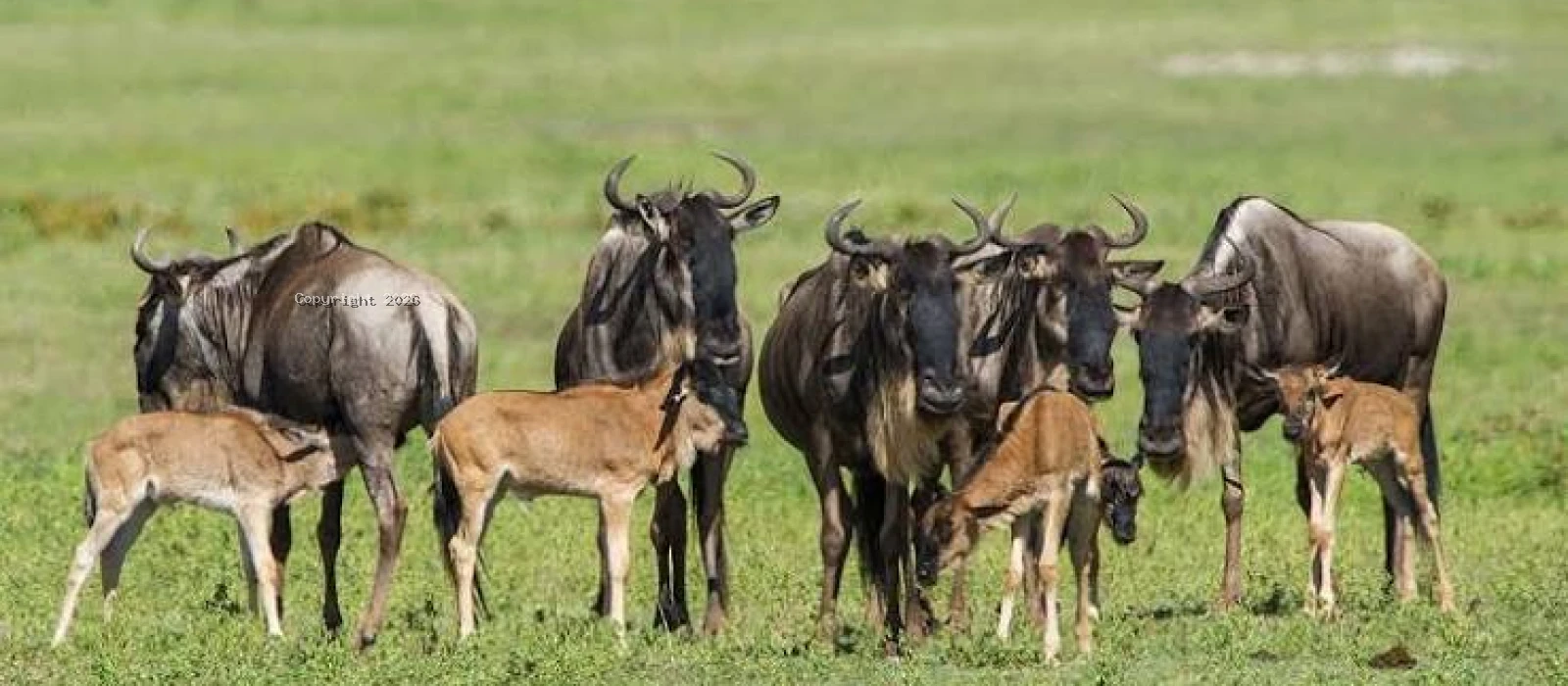 9-Day Calving Season Migration Safari