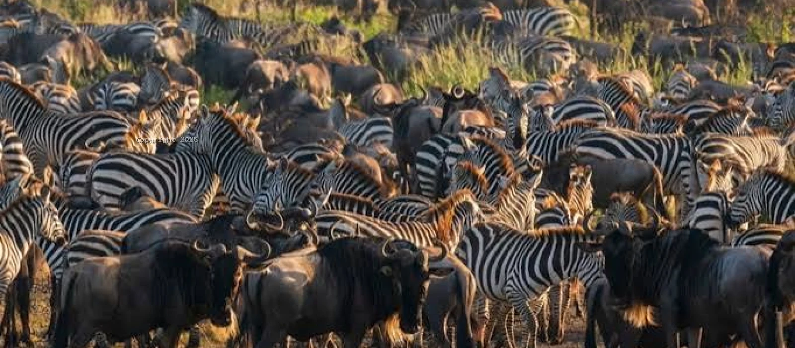9-Day Calving Season Migration Safari
