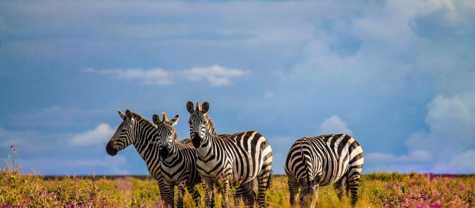 Tarangire, Ngorongoro And Materuni Experience