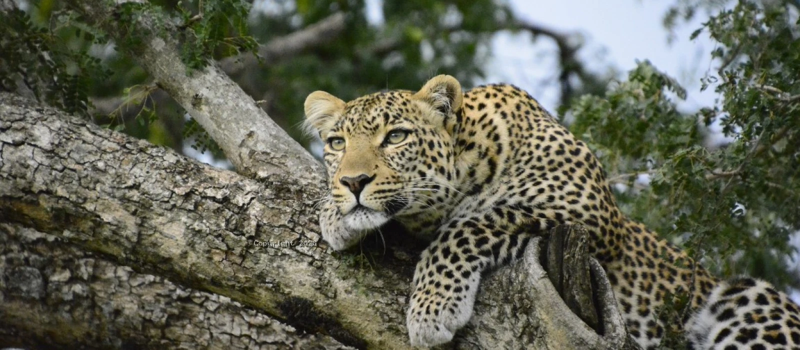 Tarangire and Ngorongoro Big Five Midrange Safaris