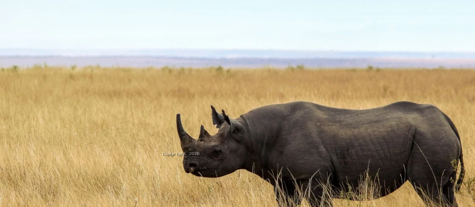 rhino