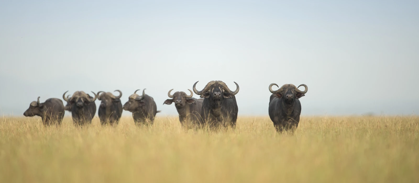 Big Five Safari 
