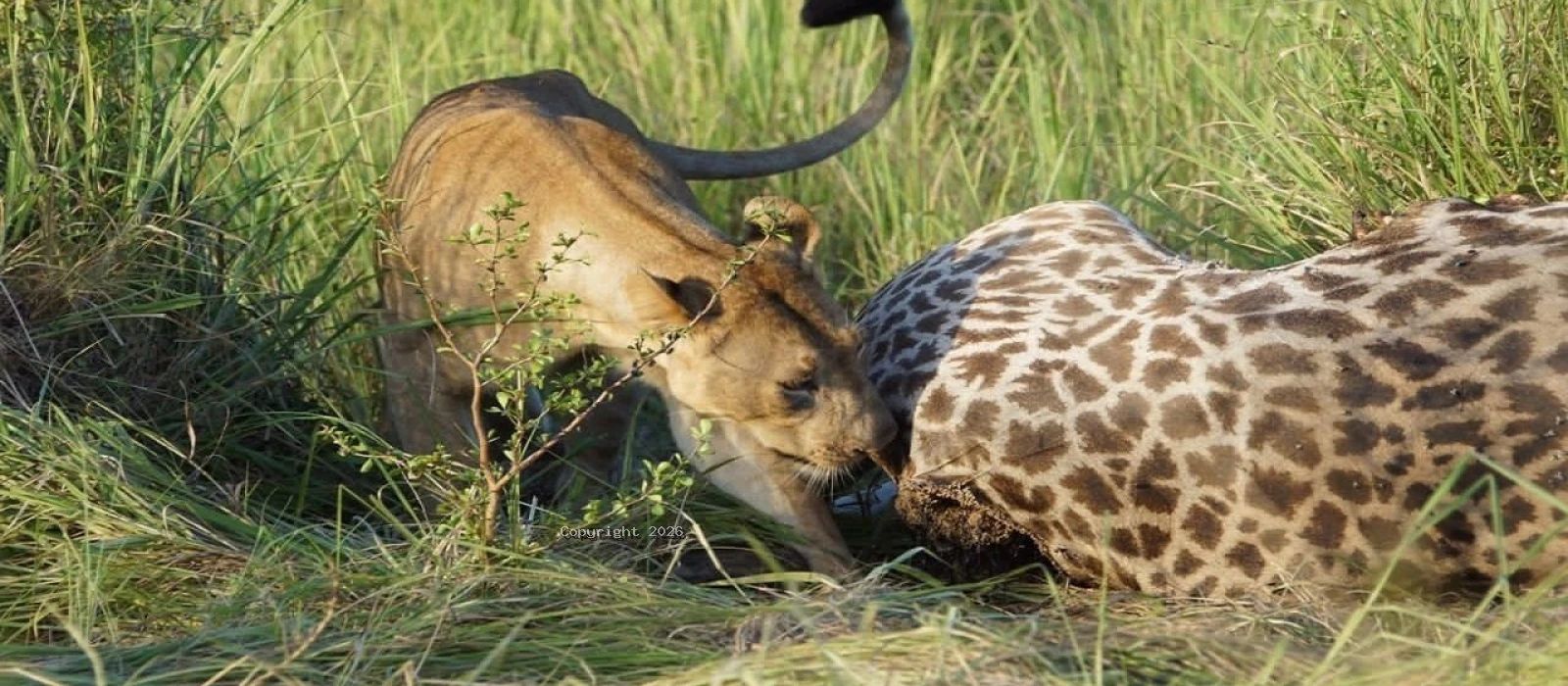 Big Five Safari 