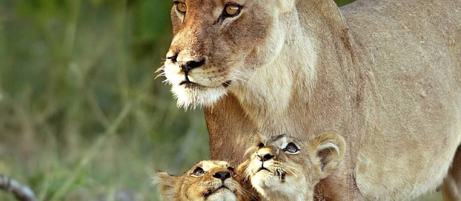 Tarangire and Ngorongoro Private Safaris