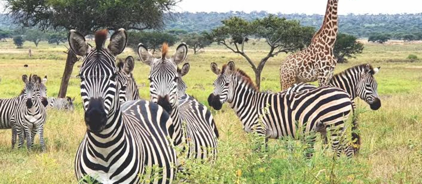 2-Day Tarangire &amp; Ngorongoro Safari
