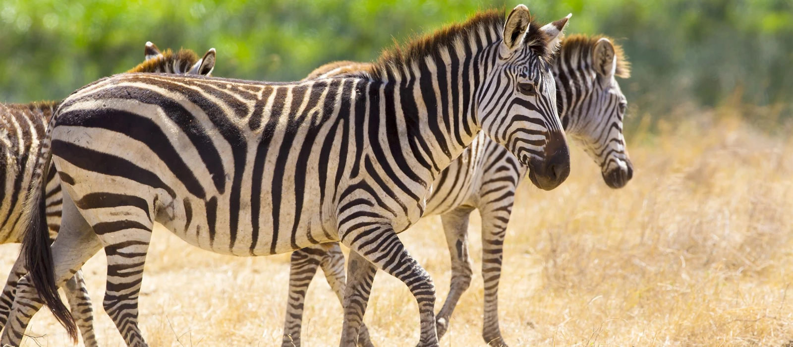 2-Day Tarangire &amp; Ngorongoro Safari