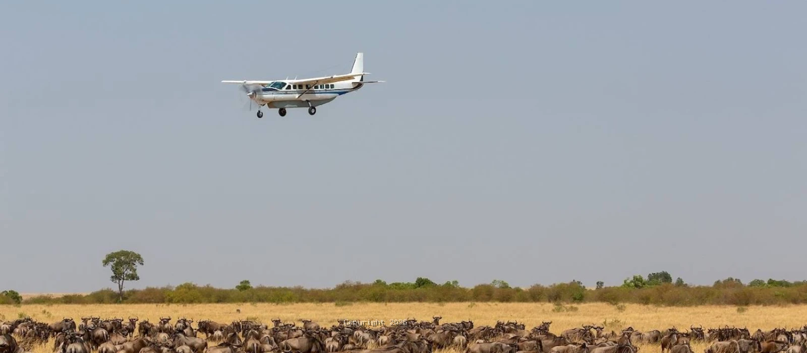 Private Flying Serengeti Safari from Zanzibar