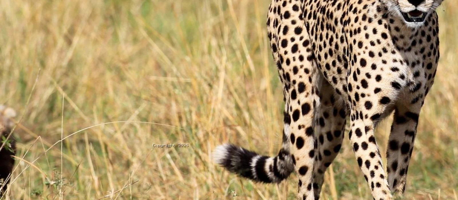 3-Day Flying Serengeti Safari from Zanzibar