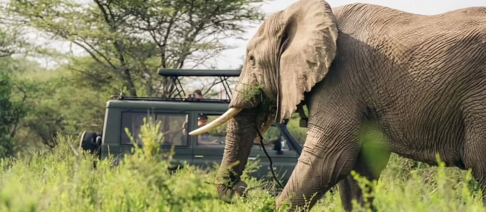 3-Day Flying Serengeti Safari from Zanzibar