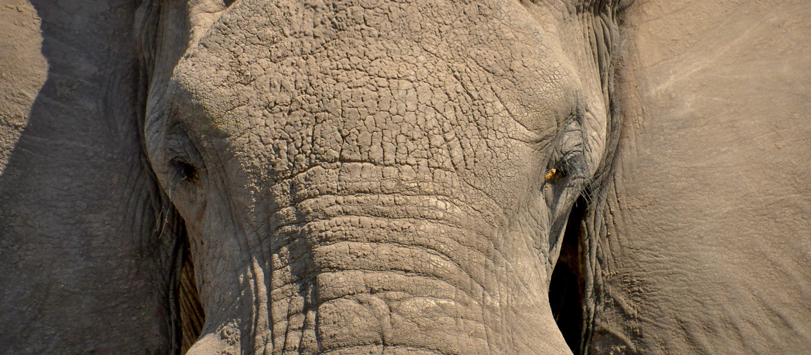 Honeymoon Big Five Safaris