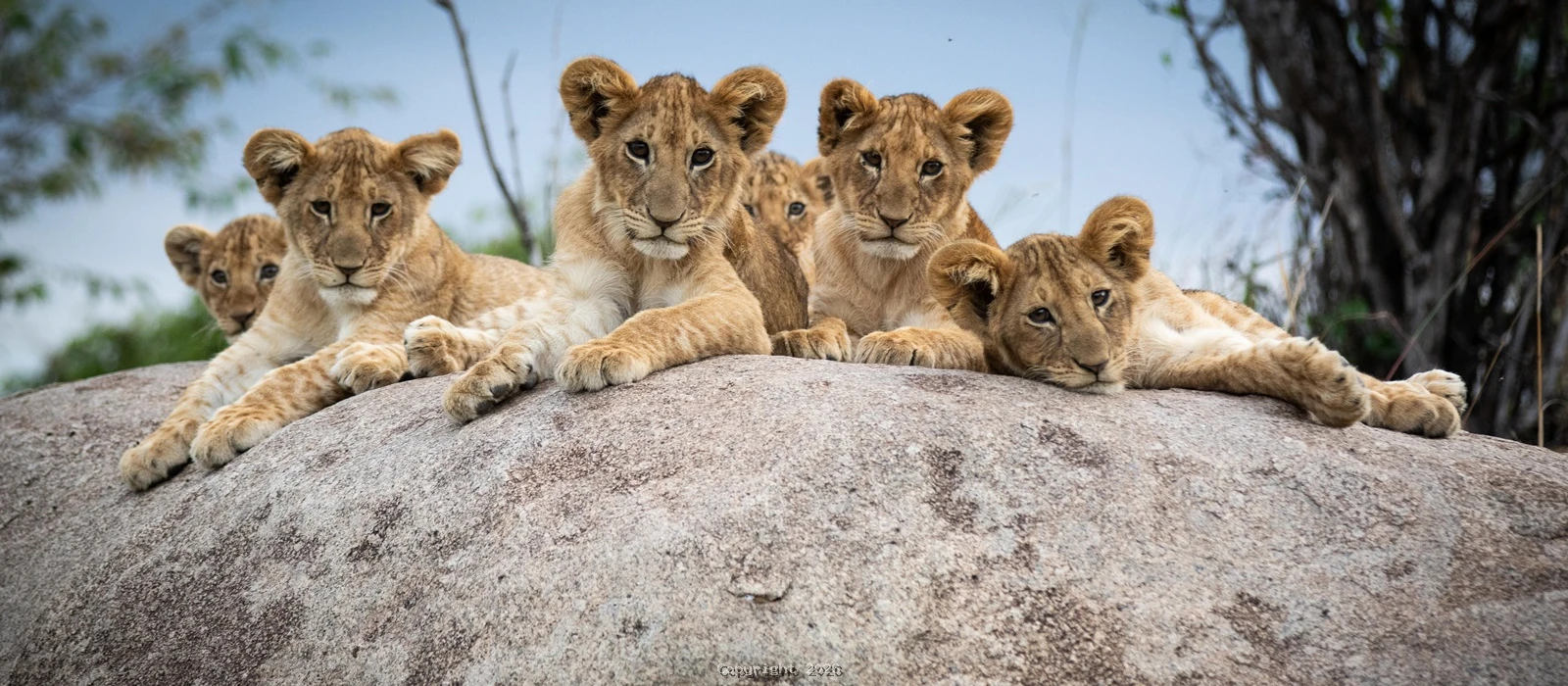 5-Day Honeymoon Big Five Safari