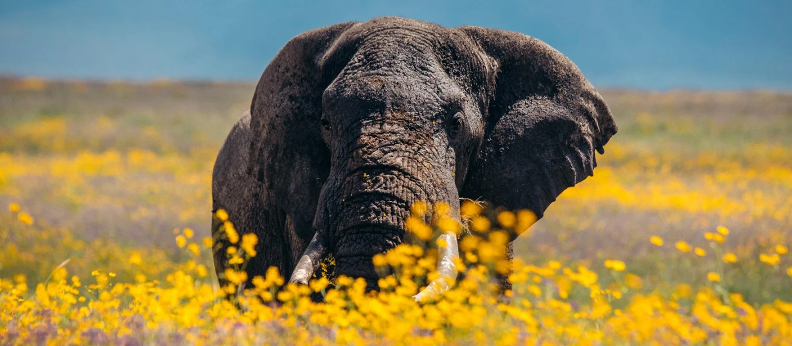 5-Day Honeymoon Big Five Safari