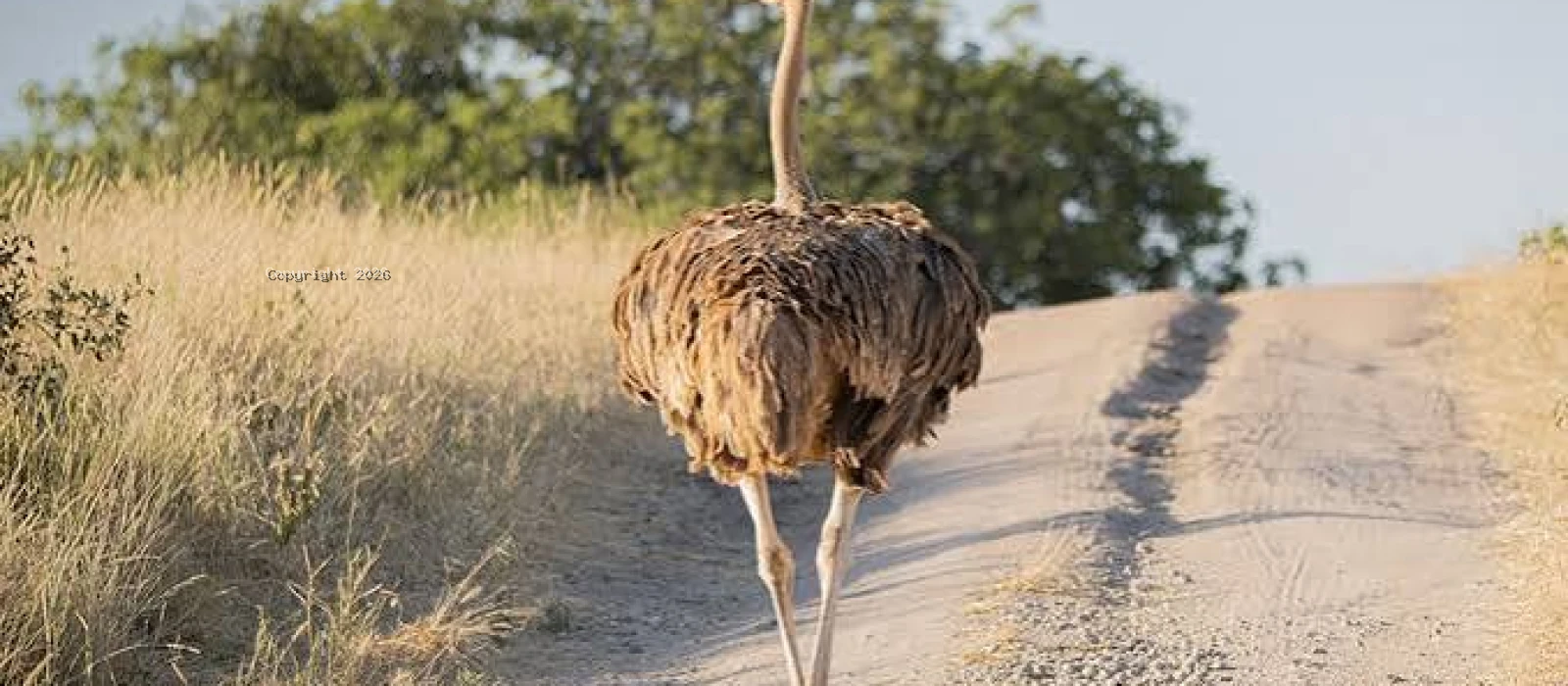 2-Day Tarangire Safari Experience