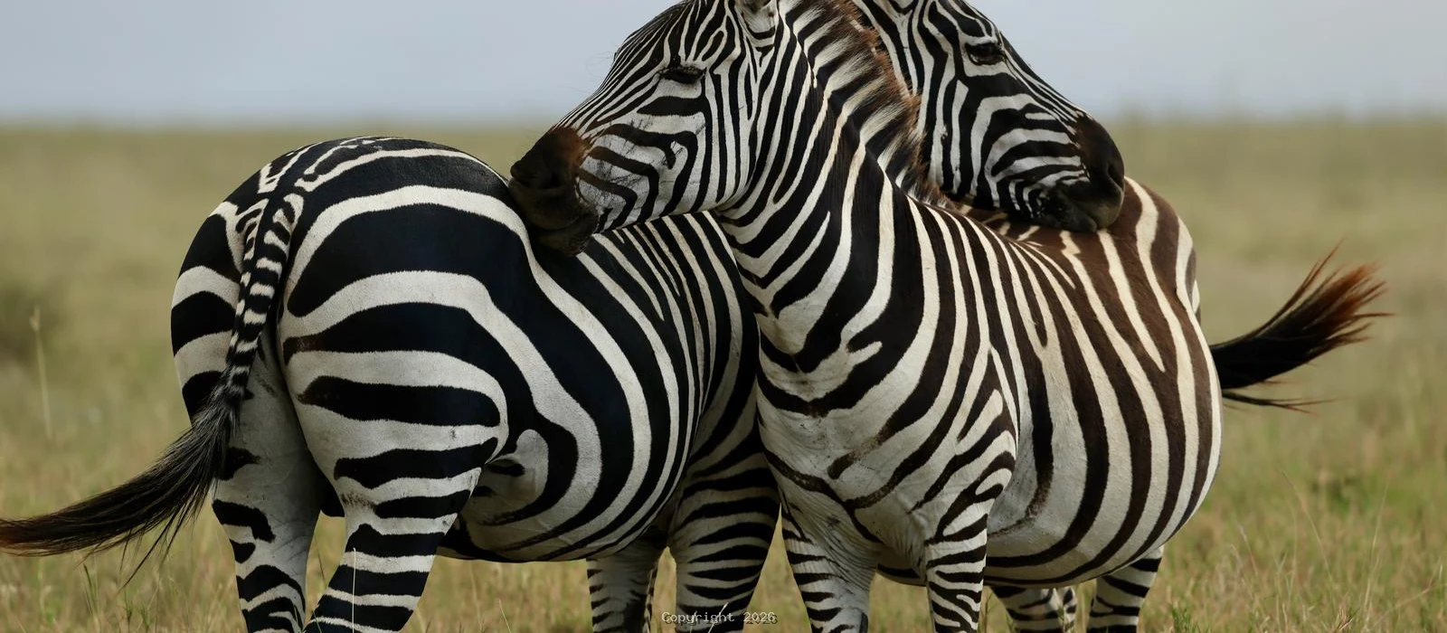 Tarangire Mid-Range Safari Experiences