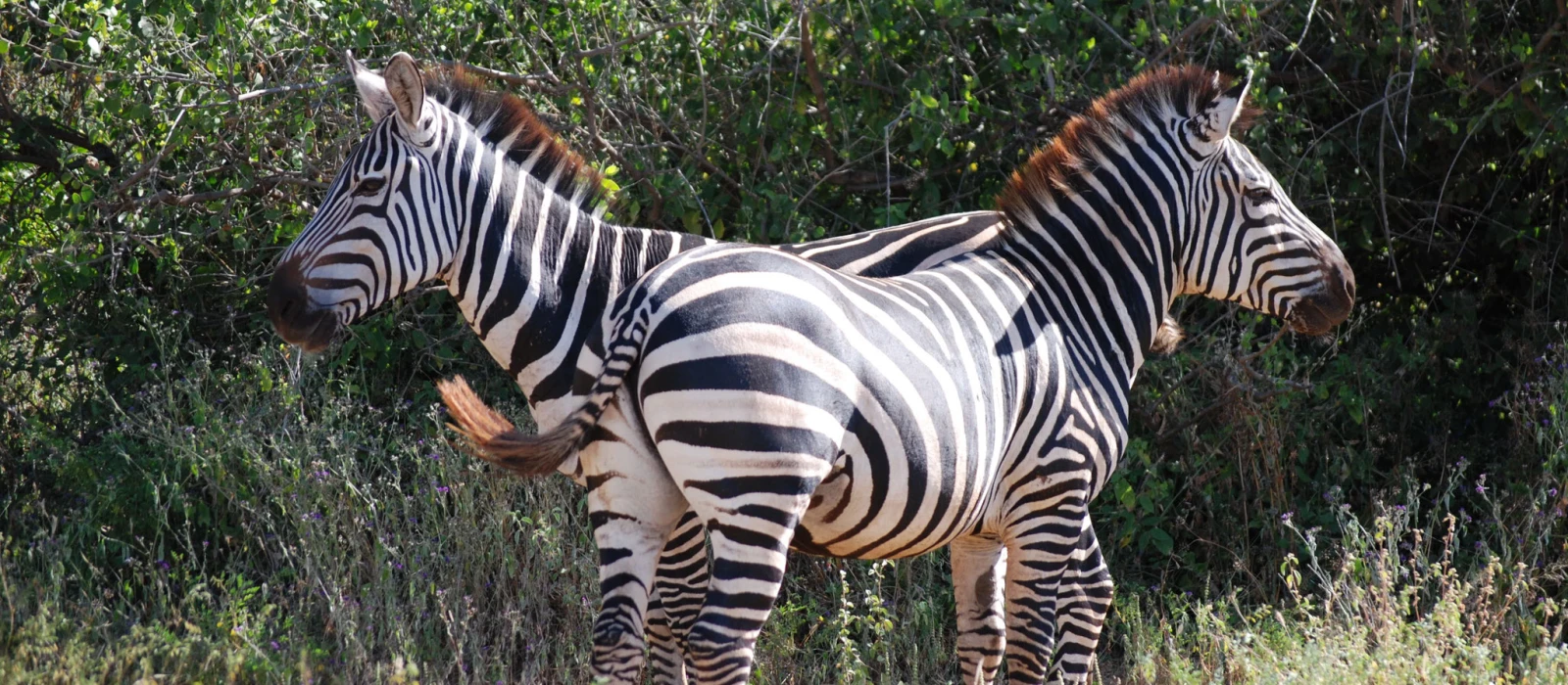 2-Day Tarangire Safari Experience